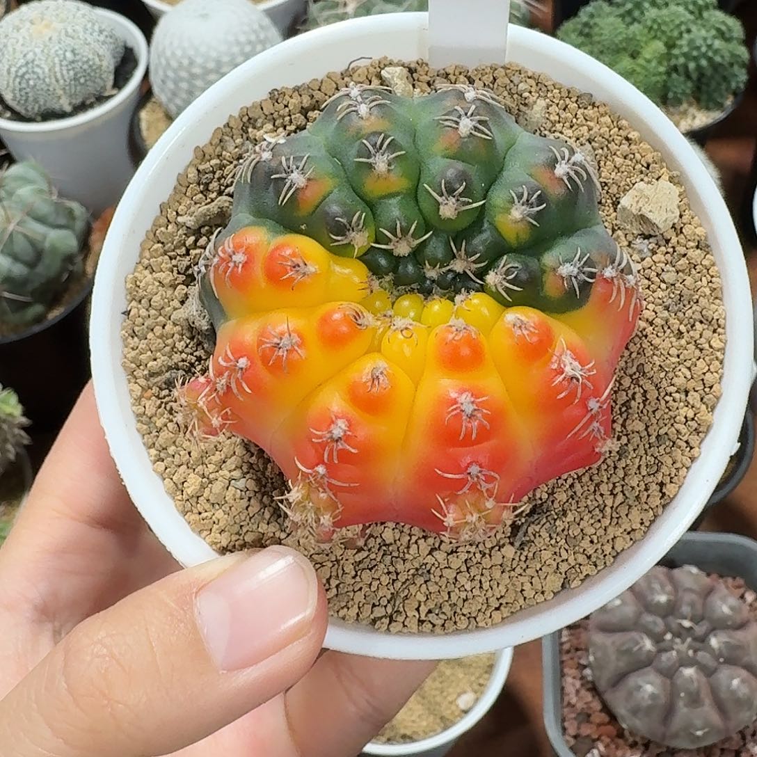 w***g018号瑞昌玉锦仙人球12