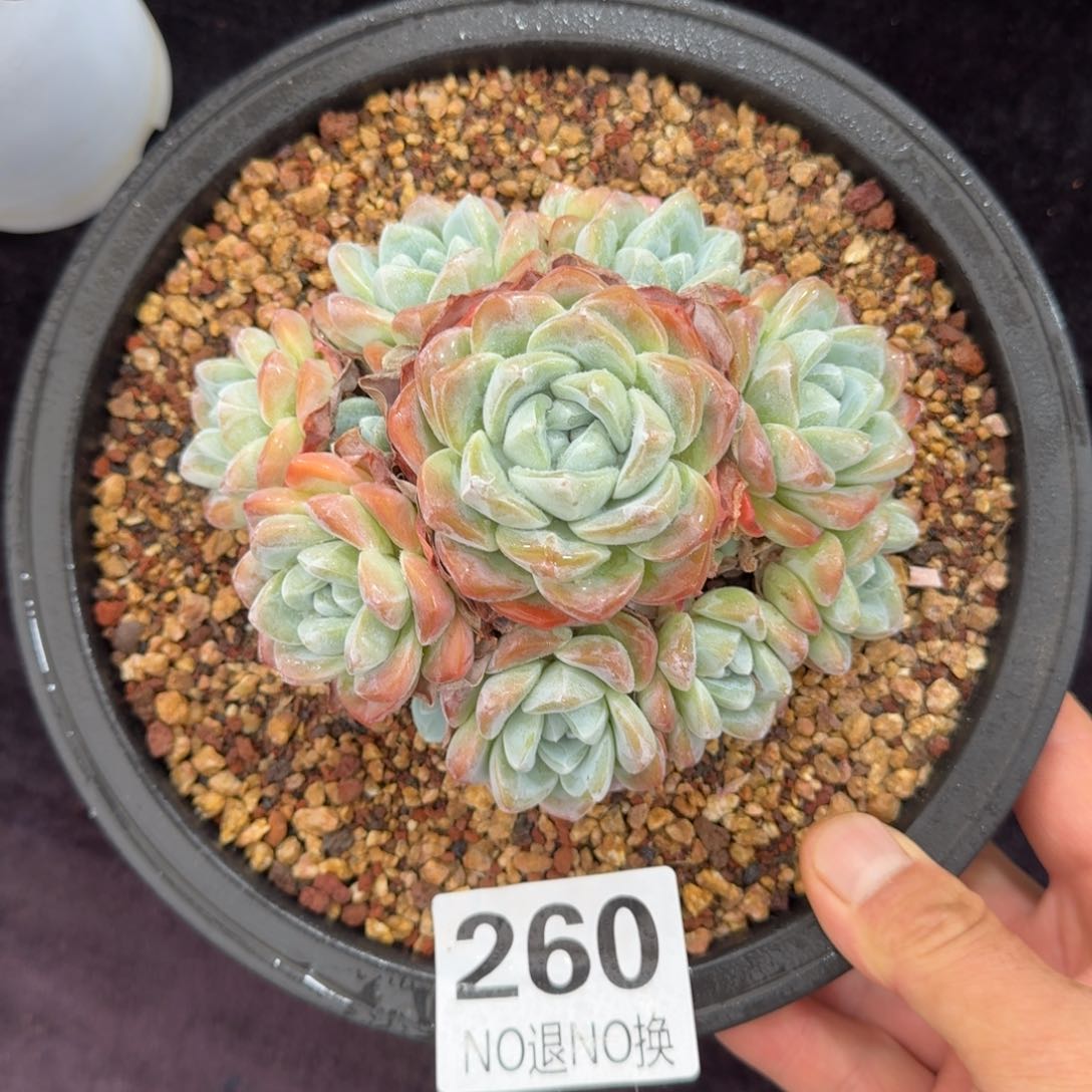 16厘米的尺寸一物一拍260