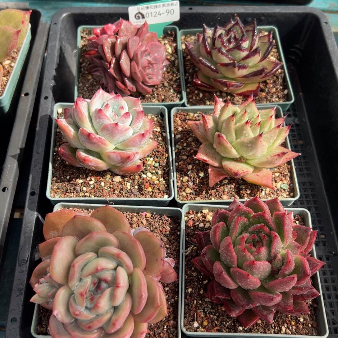 从前慢多肉精选编号0124.90