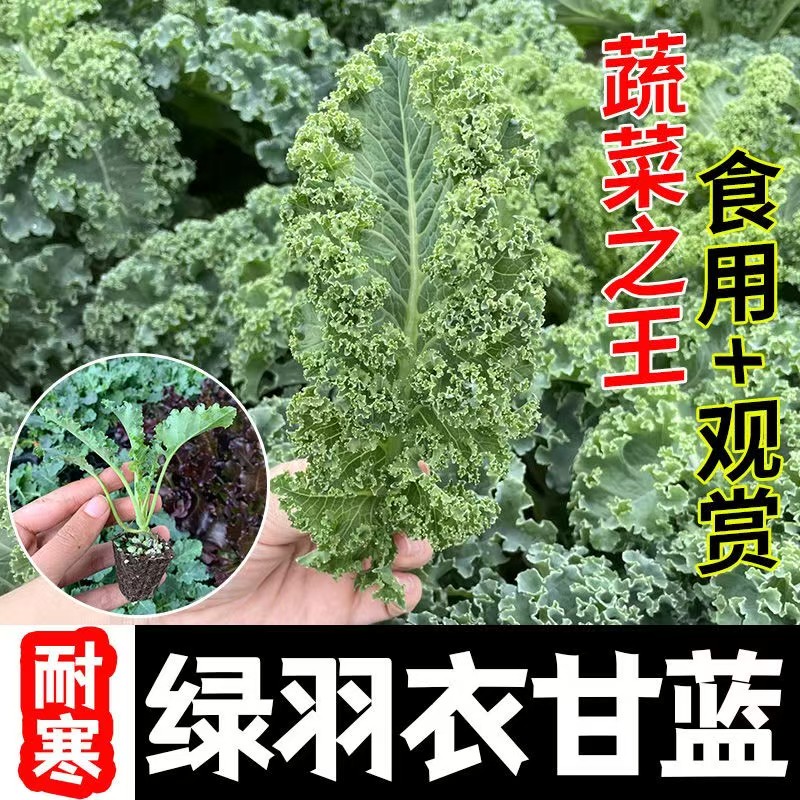 食用羽衣甘蓝苗子可盆栽种植四季耐寒蔬菜阳台适用