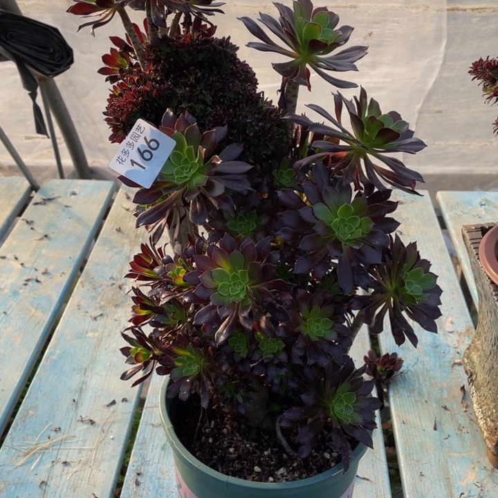 春****始166号黑法师朵朵