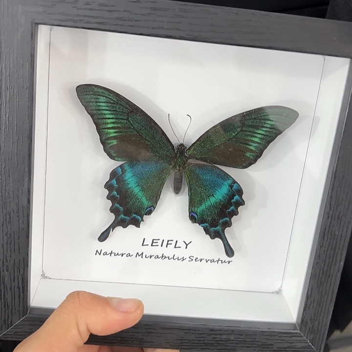 方框白底大绿带翠凤蝶