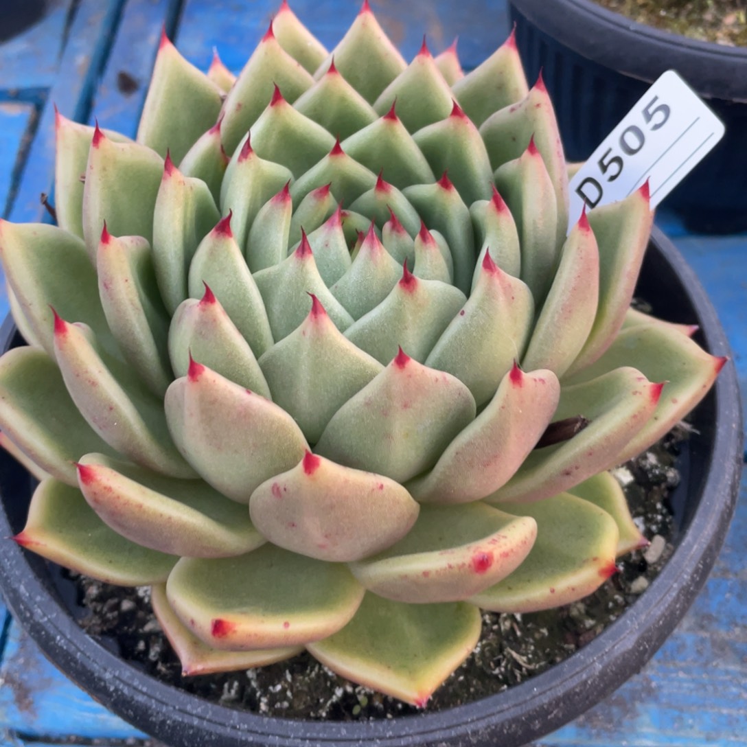 无花朵若如东云单拍D505