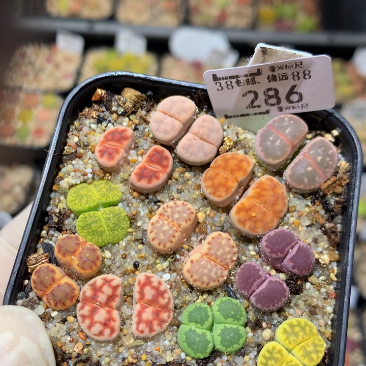 zzx精品生石花286