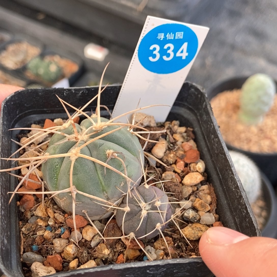 双头光琳玉一颗仙人球