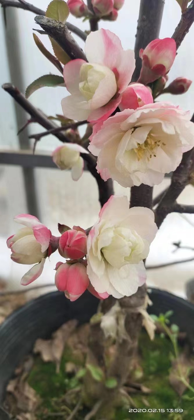 一物一拍 所见即所得 海棠花