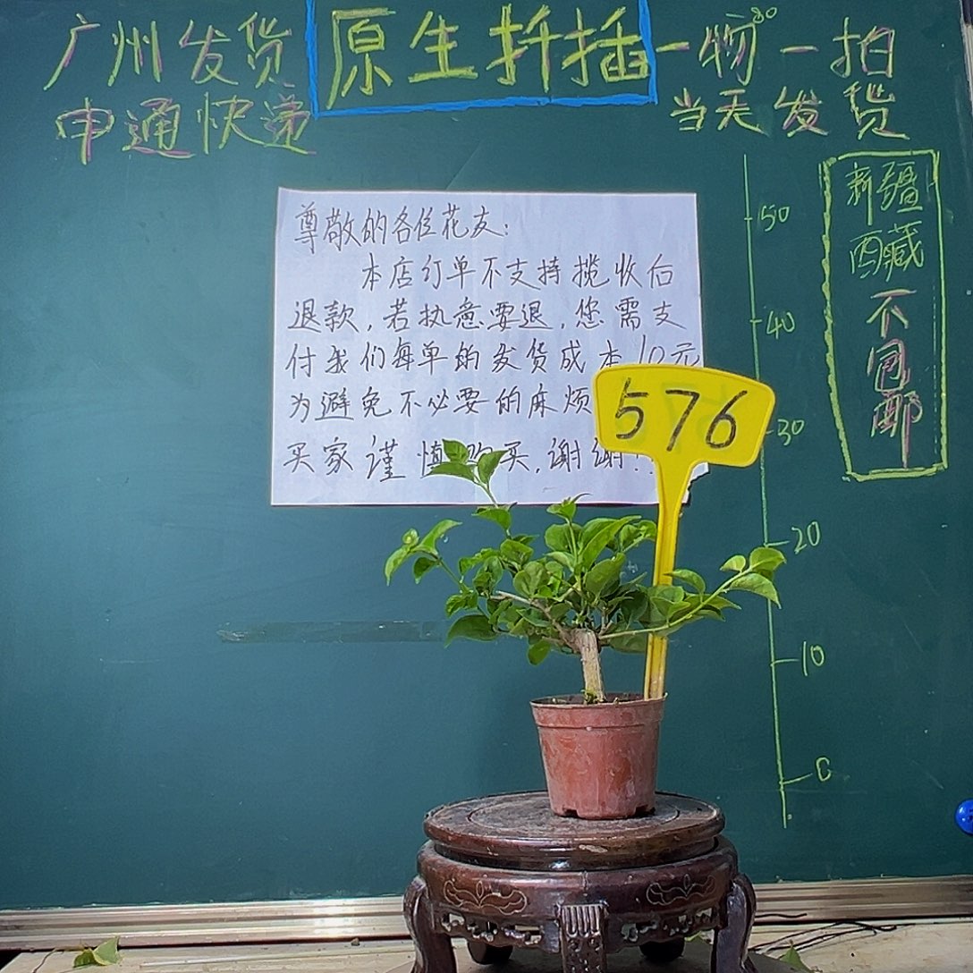 当前无花栽培后可以开花盲盒掌中宝576