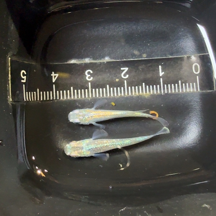 青鳉鱼72号拍品全息图