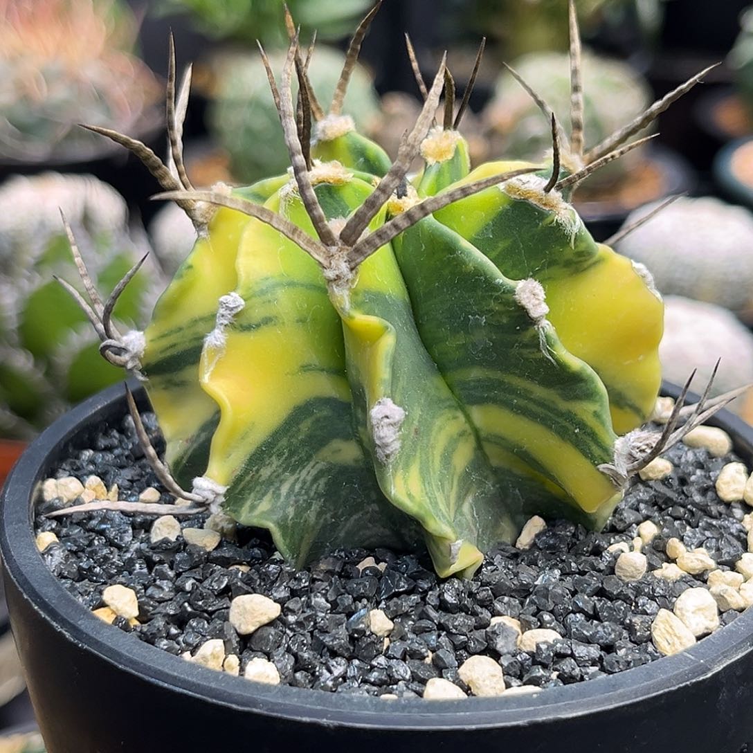 水牛角锦Zzzzzzzzzzzzz