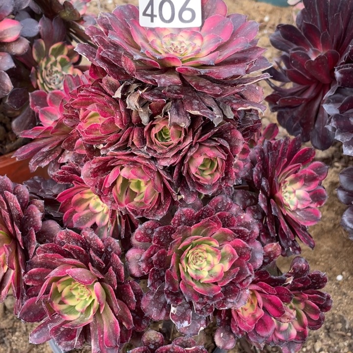 无花朵406红铜白多肉植物