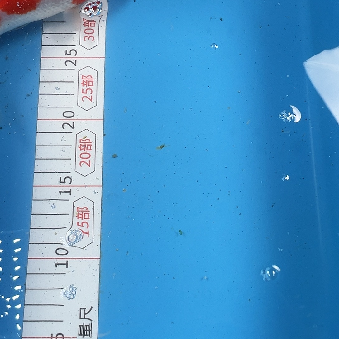 锦鲤鑫泓锦鲤养殖