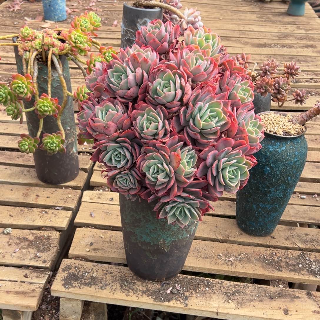 露养老桩脱土裸根绮罗