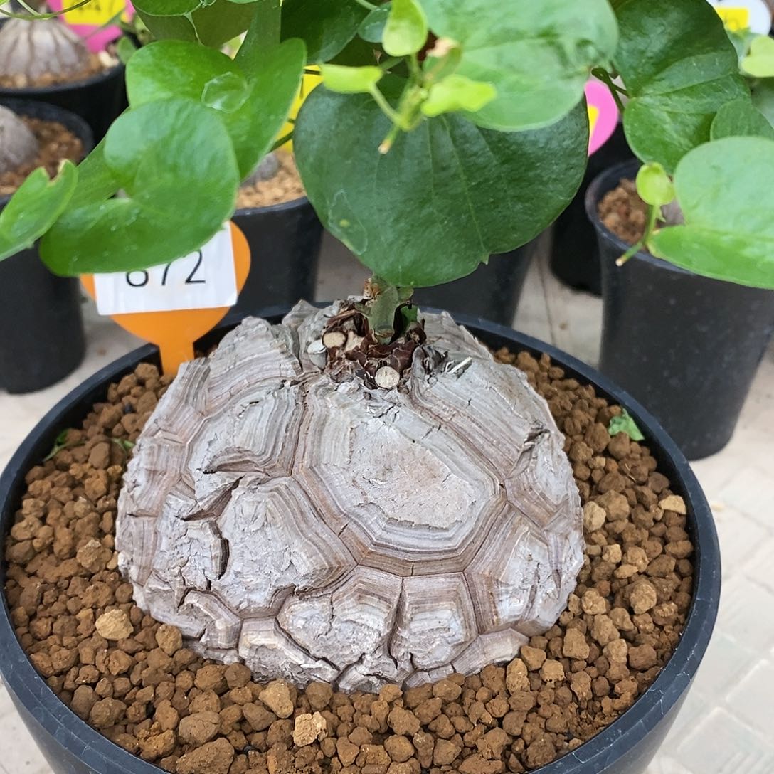 南非龟甲龙龟甲龙