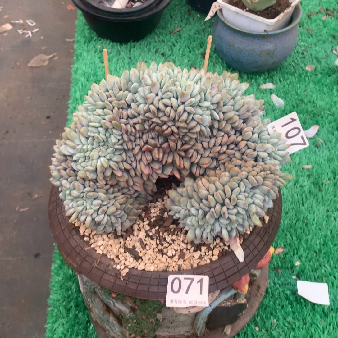 107橙子缀多肉植物