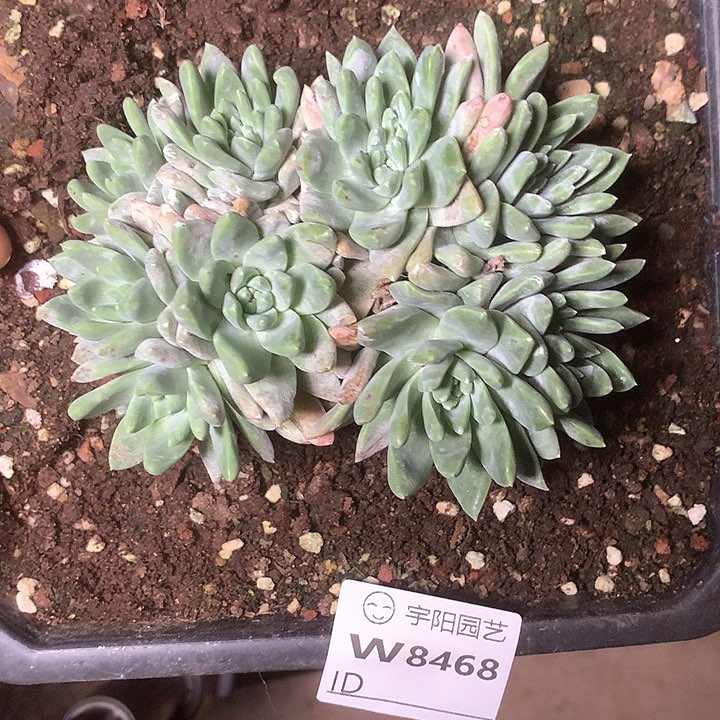 8468苹果叶杂啊啊啊啊啊