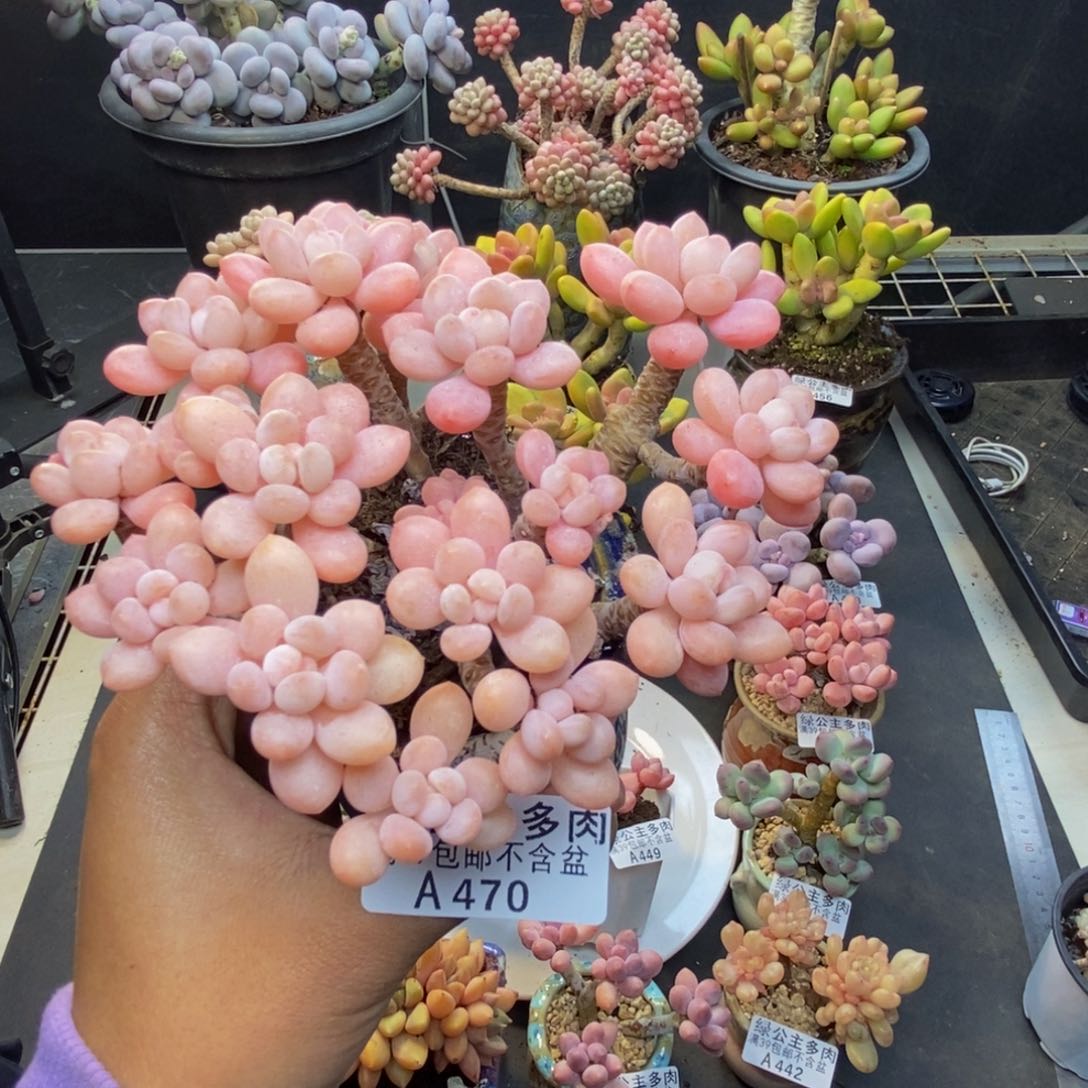 470冰淇淋鱼子酱多肉11c m