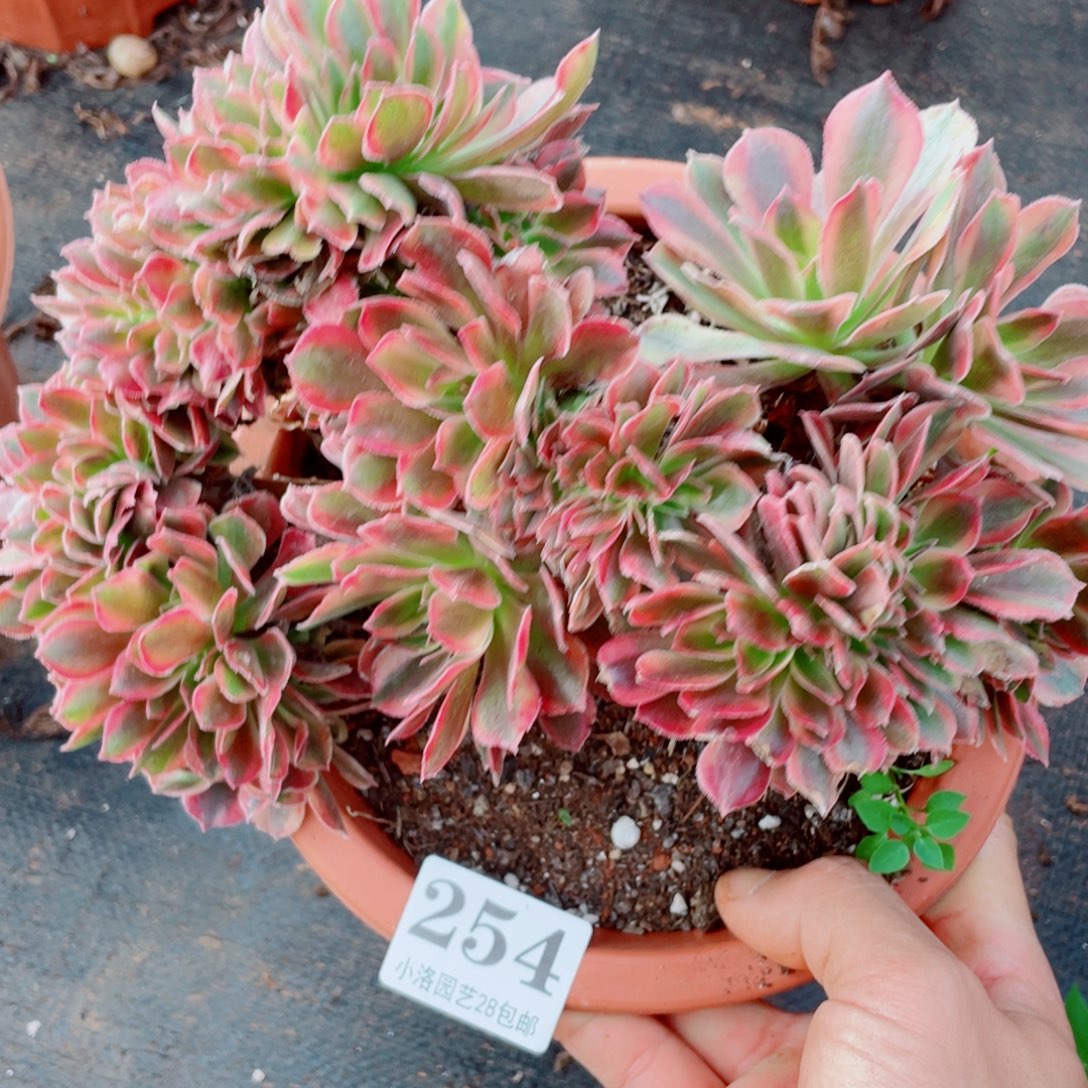 254号雅典娜缀化多肉植物法师