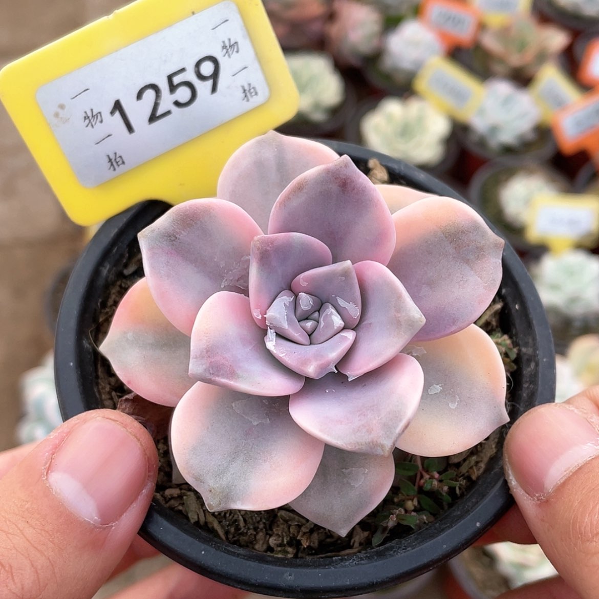 【闪购商品】1259号