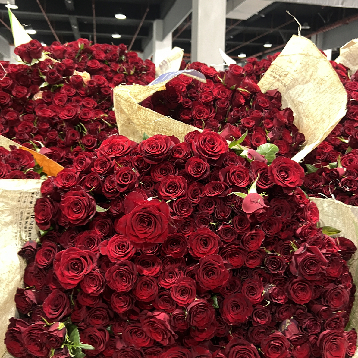 香槟玫瑰与蜜桃雪山鲜切花云南鲜花基地直发适合室内装饰