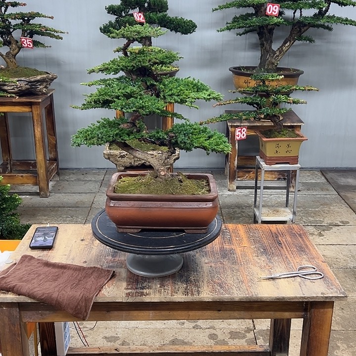 无花朵原生老珍珠柏盆景