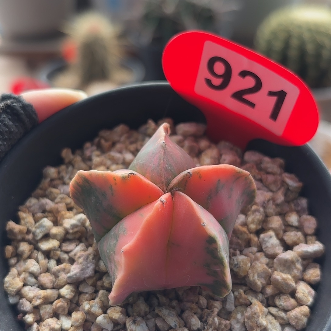 仙人球实生鸾凤玉锦