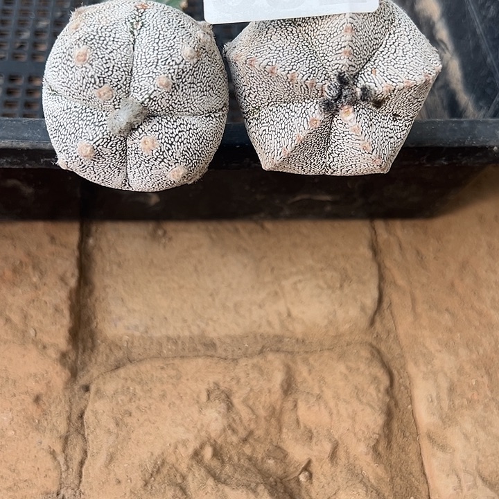 仙人球592号苗接恩冢