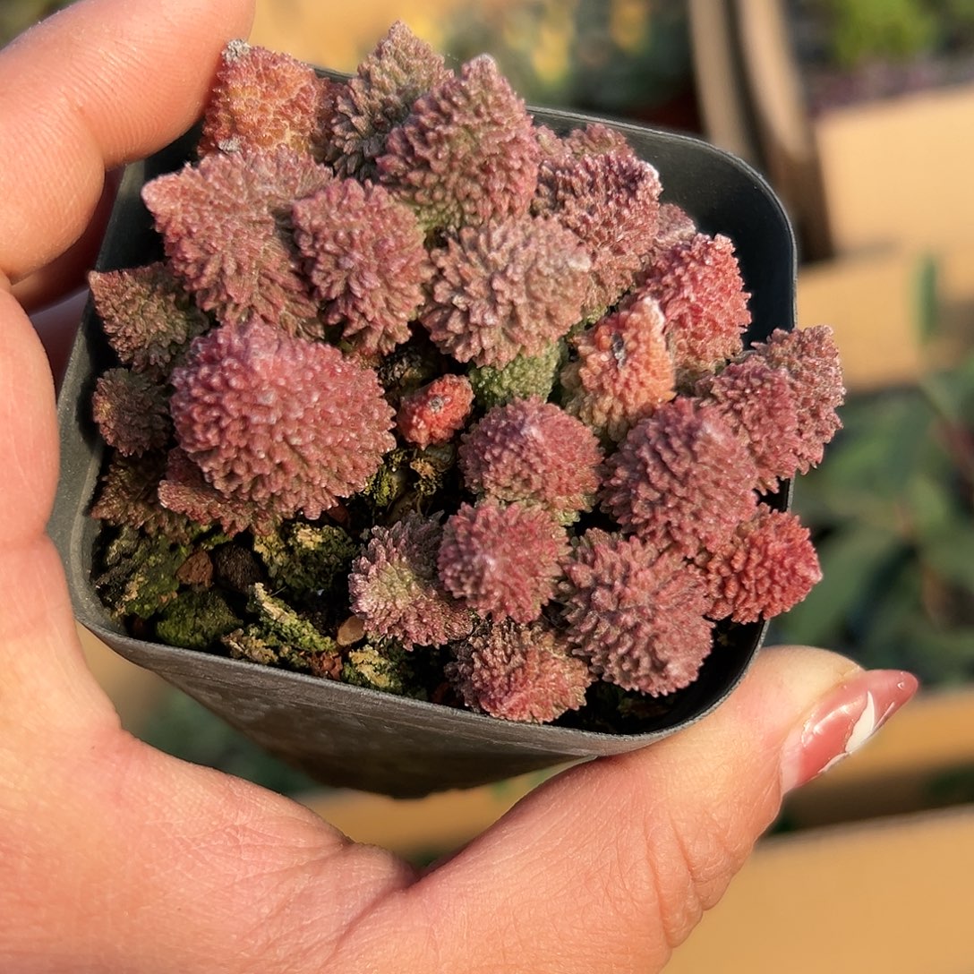 多肉植物朱子玉水泡