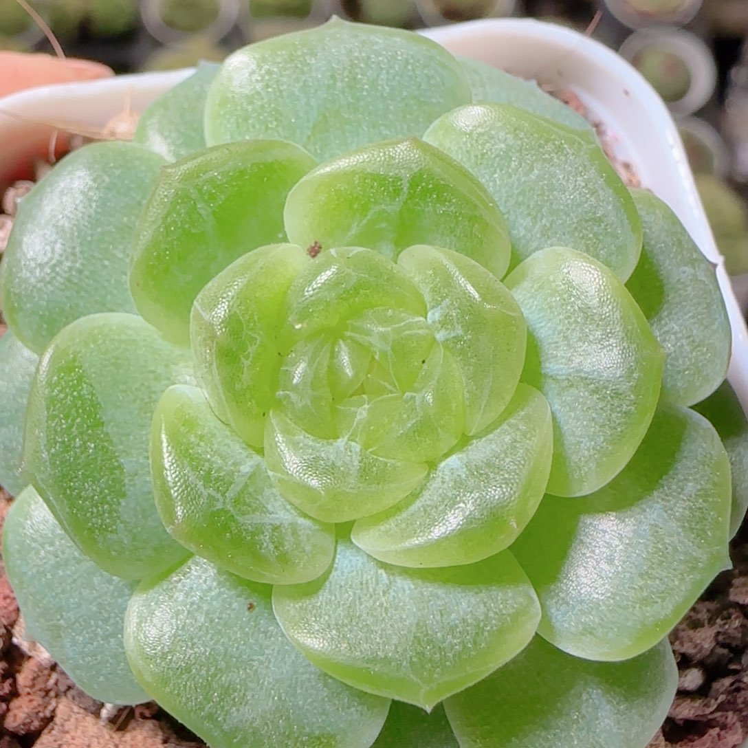 花语逸镜1102-53无尽灯