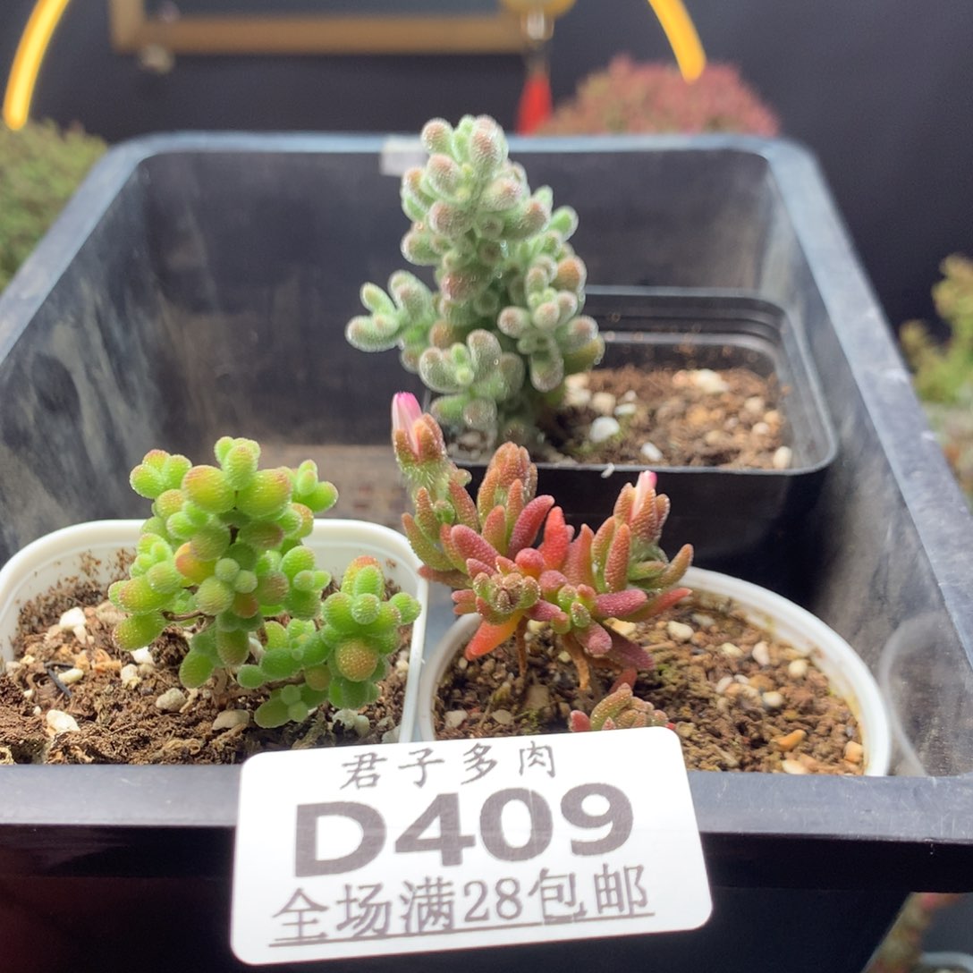 409金桔狐尾冰晶。         