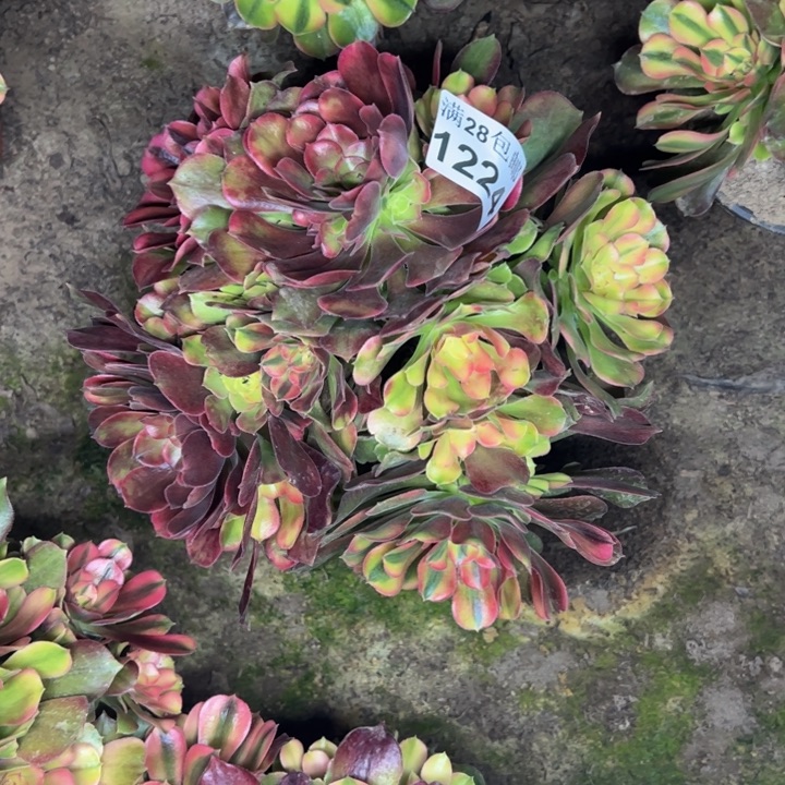 1224南香妃多肉植物