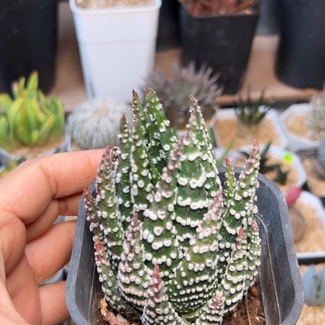 烟圈硬叶十二卷一颗