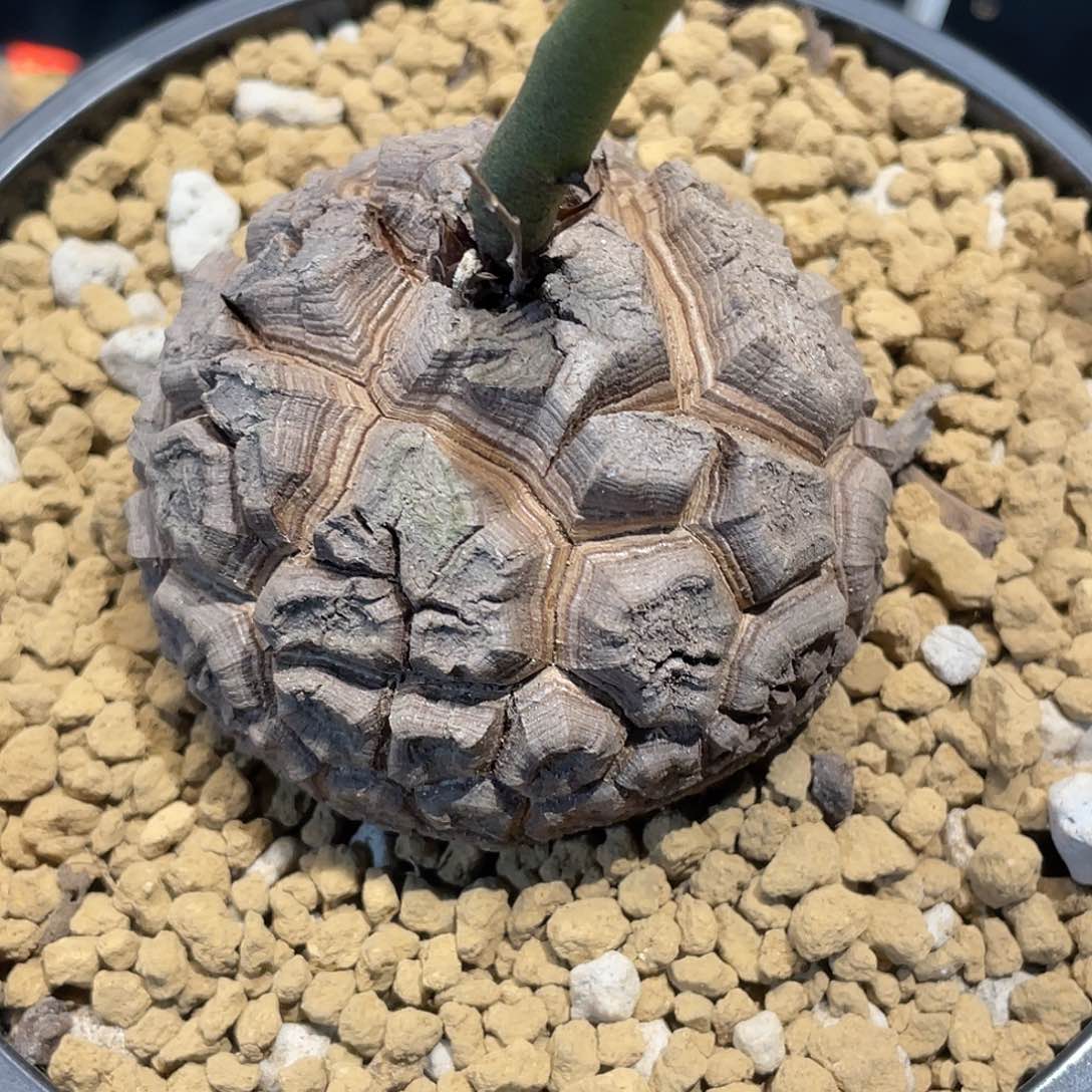 135龟甲龙7厘米不退换