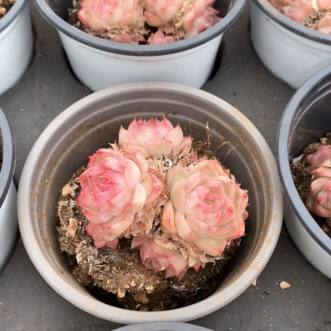 30。红女王。小群生。