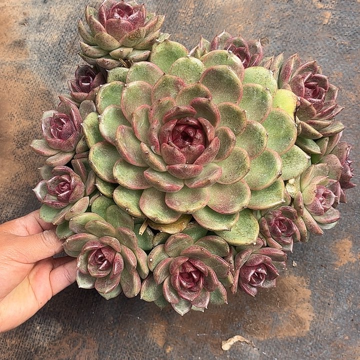 溜溜球手捧花，一物一拍。