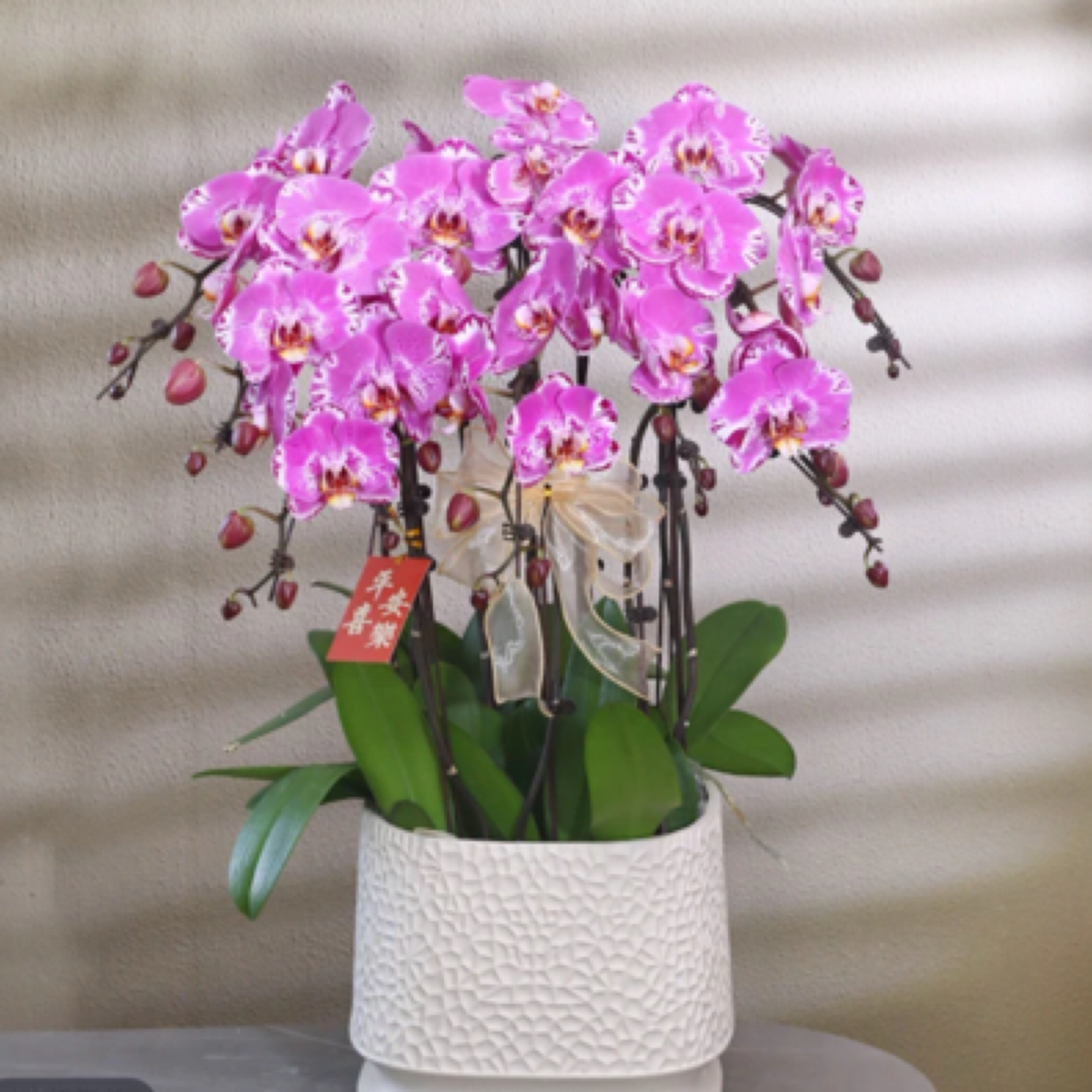 【藏宝图】蝴蝶兰年宵花 山东专车配送所见即所得 