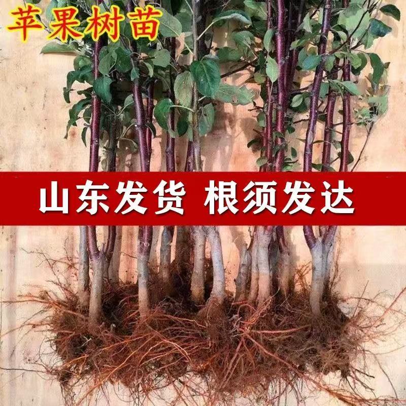 jinritemai.com/羡氧苹果树苗庭院种植南北方适用盆栽地栽