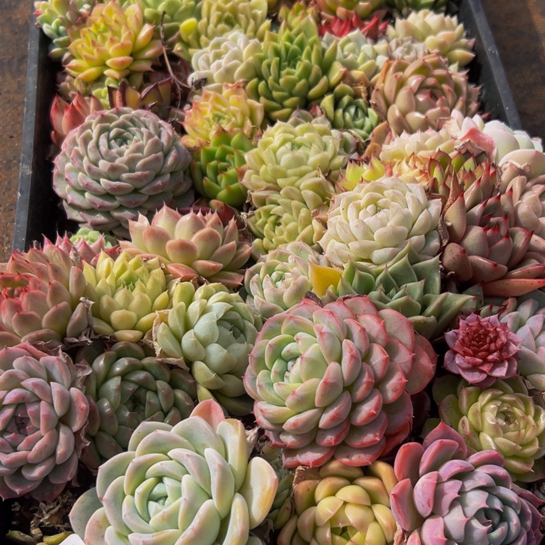 569多肉葡萄领导人的接见