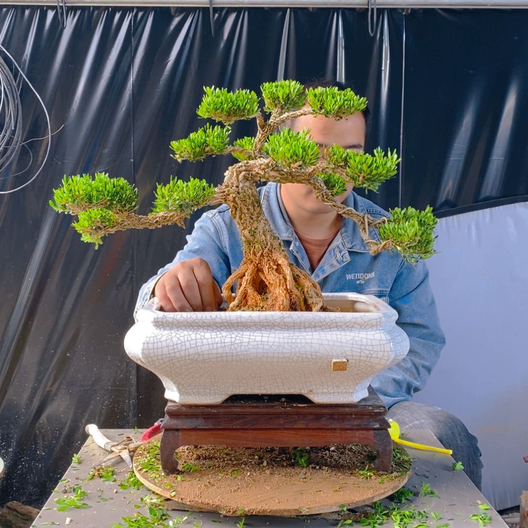 绿植黄杨盆景雀舌软枝