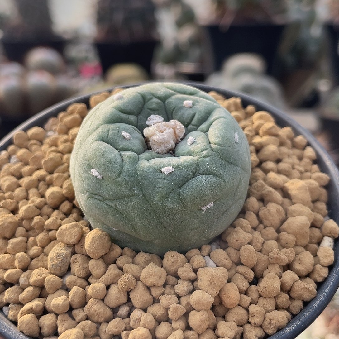 仙人球无刺草球实生4厘米