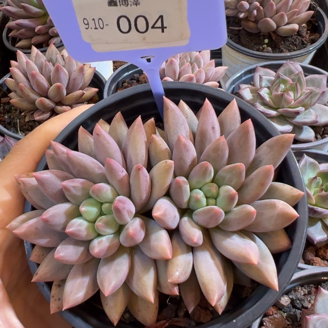 龙*橘定向9.10-004 