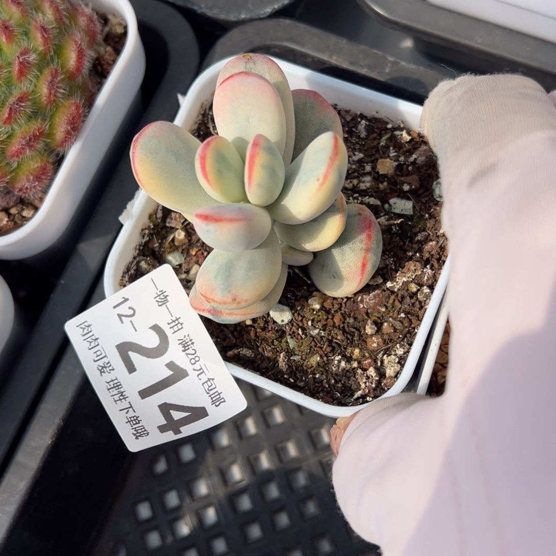 乒乓福娘锦多肉多肉多肉多肉多肉