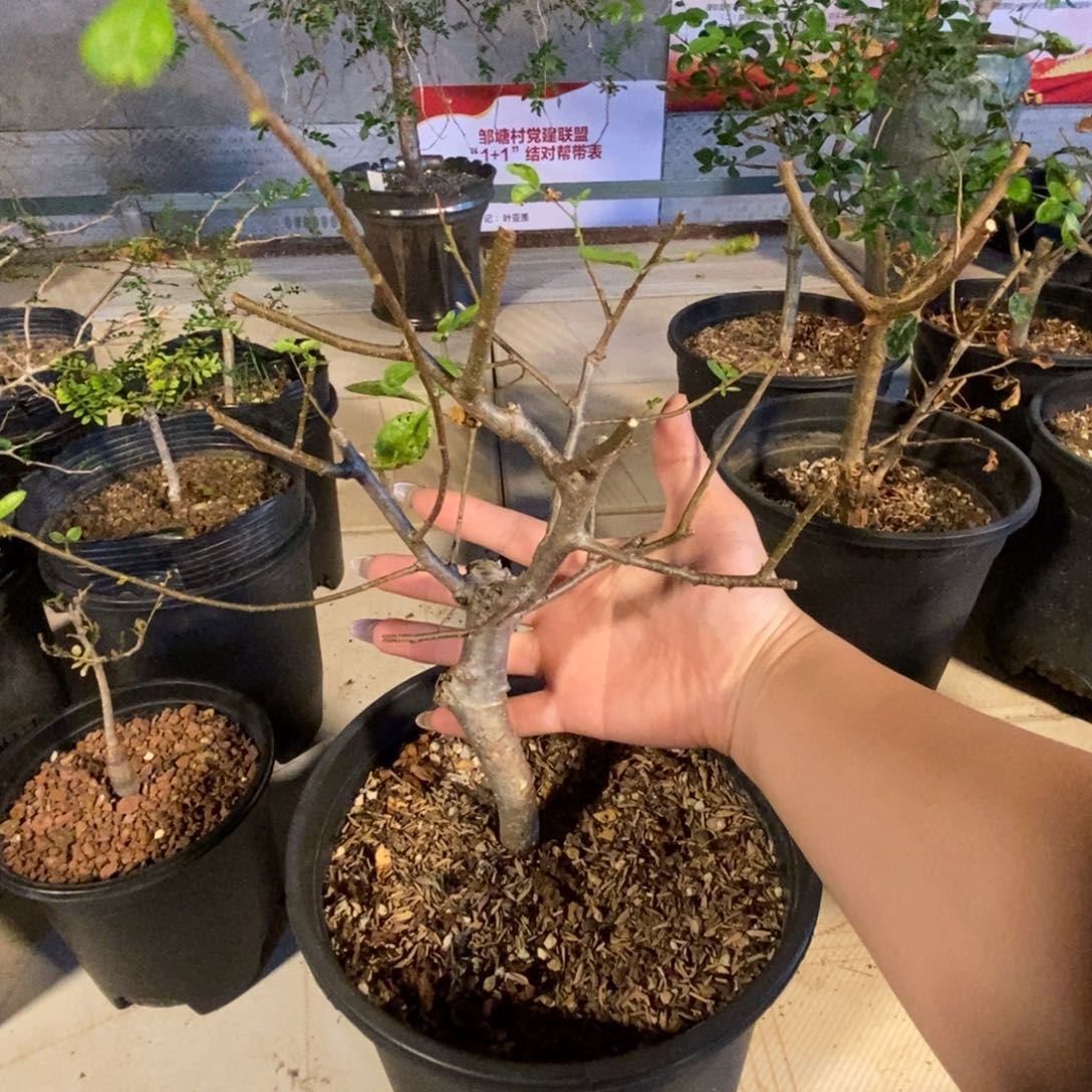 吃***饺莫利斯没药实生脱土