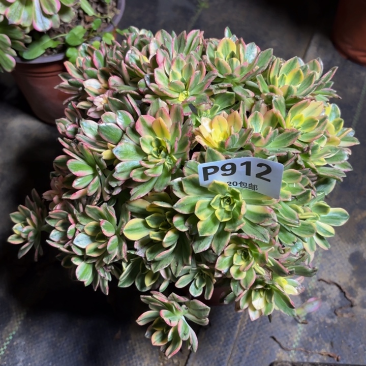 瑞妈，，，。。。。912甜茶，