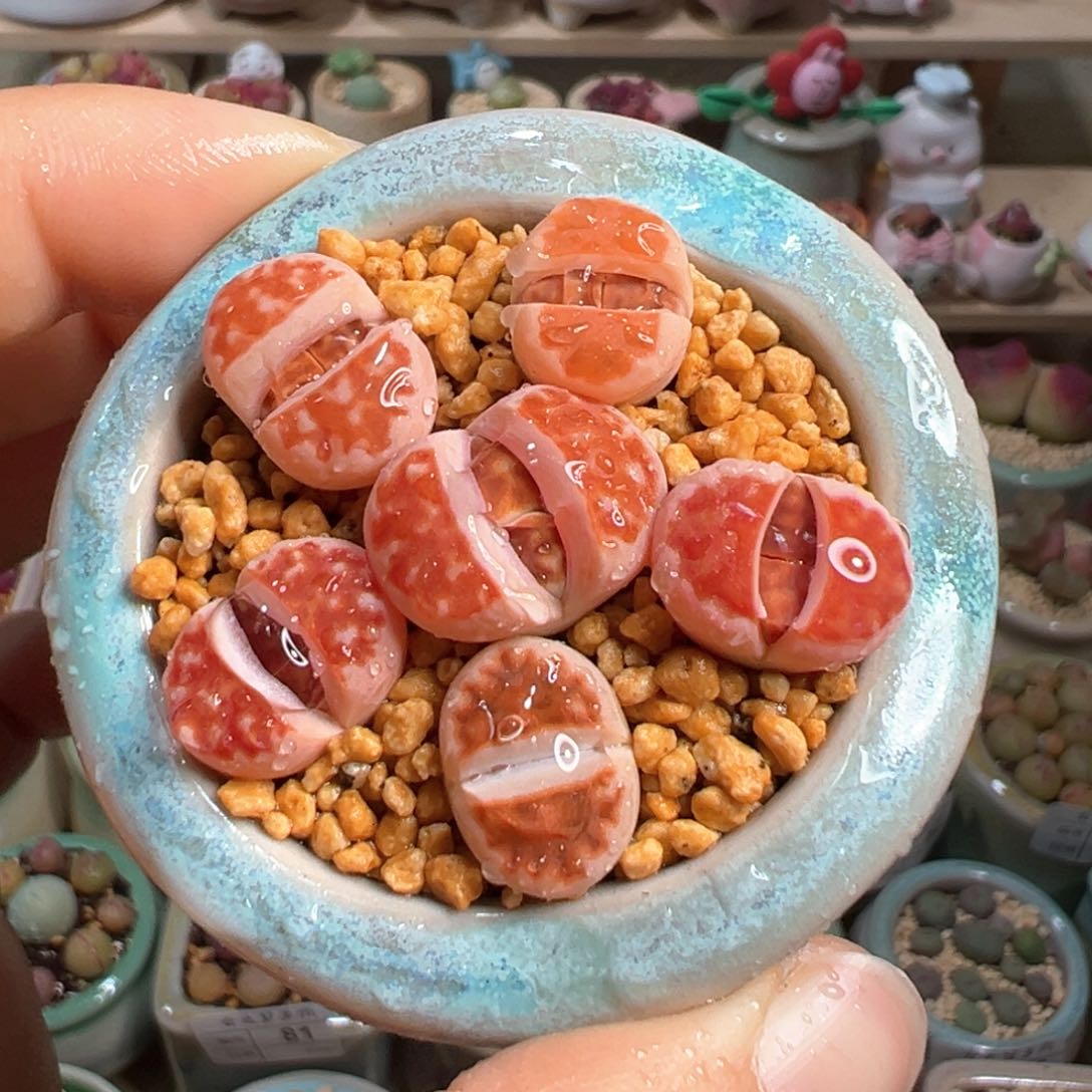 多肉植物91号小红花