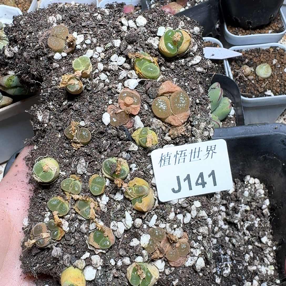 141个多肉植物哇cv