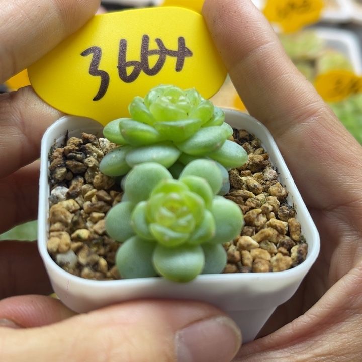绿晶体圆秃珍妮双头3664