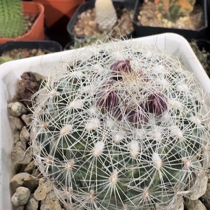 白虎娇丽实生仙人球