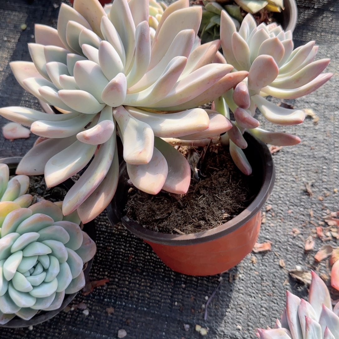 无花朵奥普超大双头