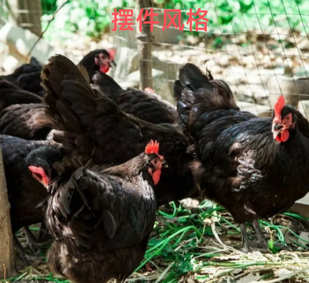 养殖黑凤鸡纯黑色高品质发货摆件庭院