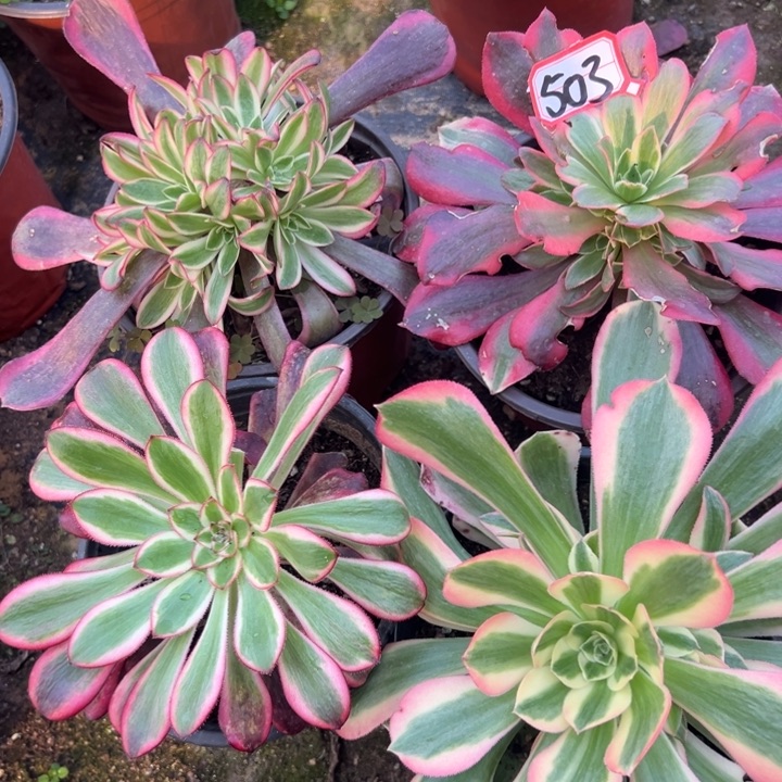 多肉植物503不售后